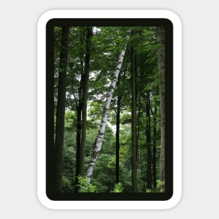 Leaning Birch Sticker